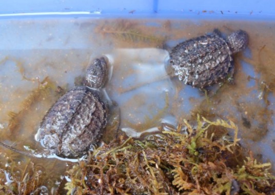 鳄龟该怎么养才养得好,鳄龟适不适合家庭养怎样养好鳄龟