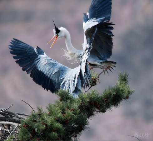 名曲闲云野鹤,古曲闲云孤鹤赏析