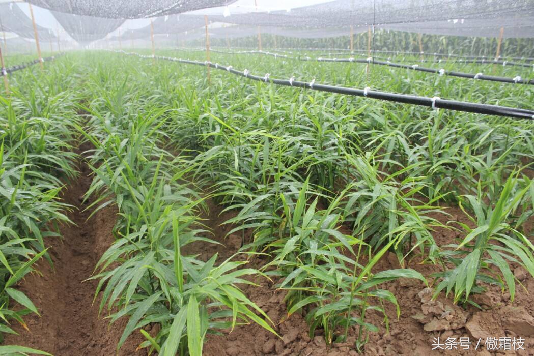 鐢熷鎵撶鎬庝箞淇濆瓨,鐢熷鍙互鍐峰喕淇濆瓨