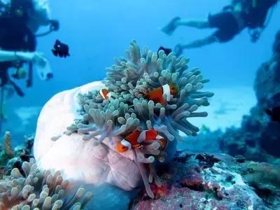 爱上邮轮的十个理由,爱上潜水的理由