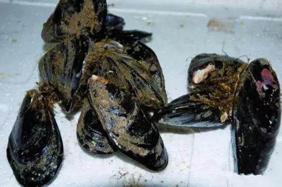 羊口开海！倒计时一天！第一网吃起来！看完哈喇子流一地