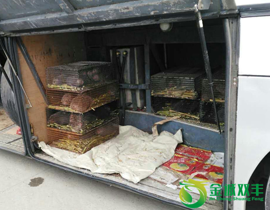 竹鼠一般多少一斤,50一斤的竹鼠是骗人的吗