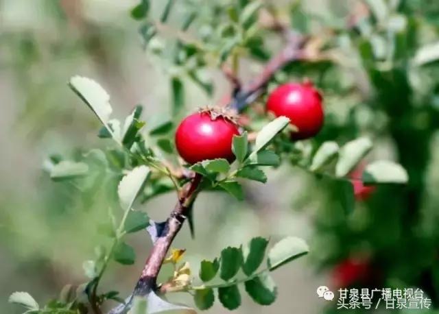 延安甘泉大峡谷桦树沟图片,甘泉雨岔大峡谷桦树沟玩多长时间