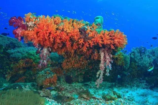 爱上邮轮的十个理由,爱上潜水的理由