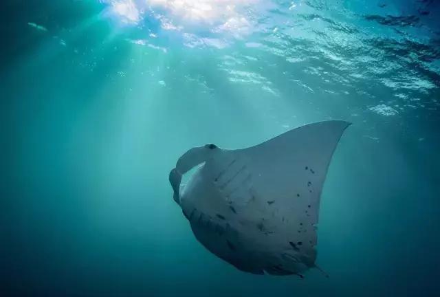 爱上邮轮的十个理由,爱上潜水的理由