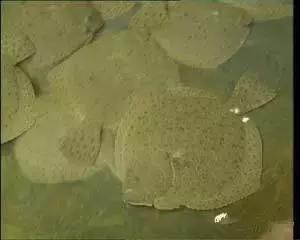 羊口开海！倒计时一天！第一网吃起来！看完哈喇子流一地