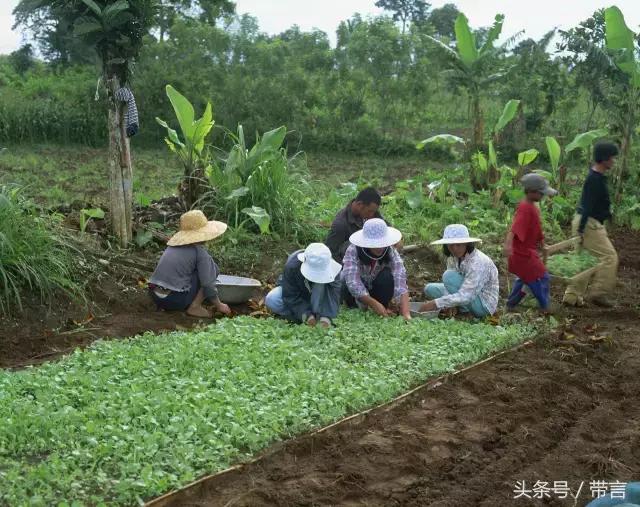 回乡系列｜蔡之瑞传承手工红薯粉