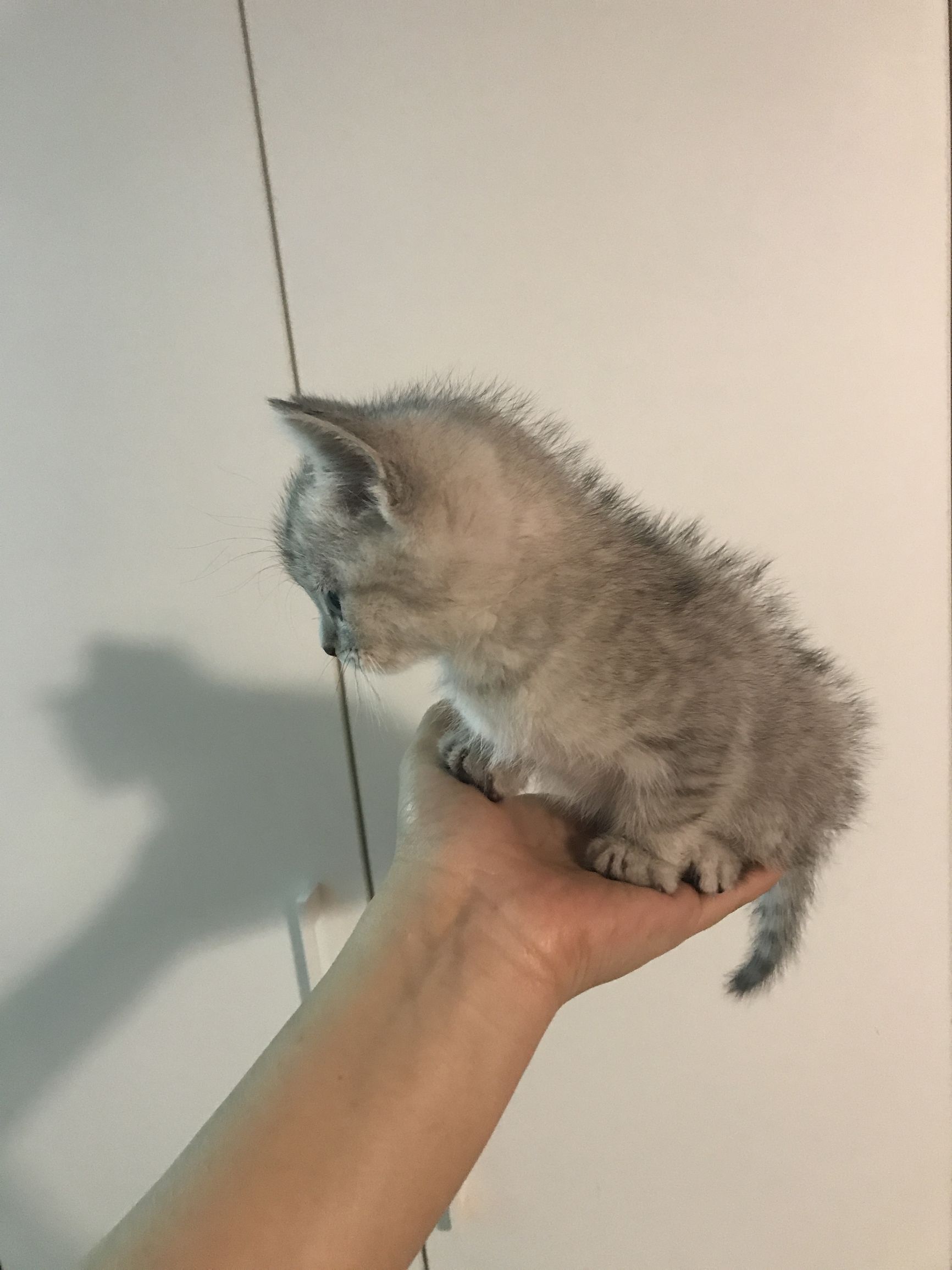 铲屎官你们都怎么养喵?你以为最好养几只喵?