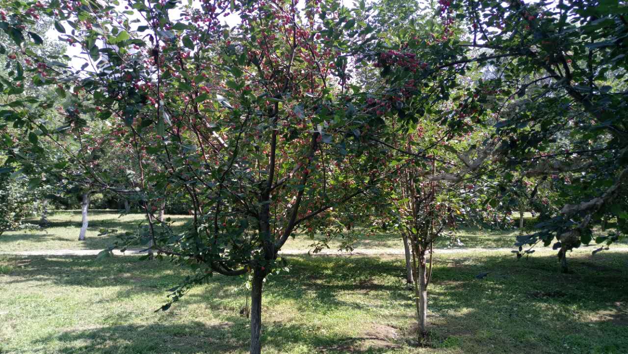 沈阳长白岛森林公园有海吗,游沈阳的长白岛森林公园400字作文