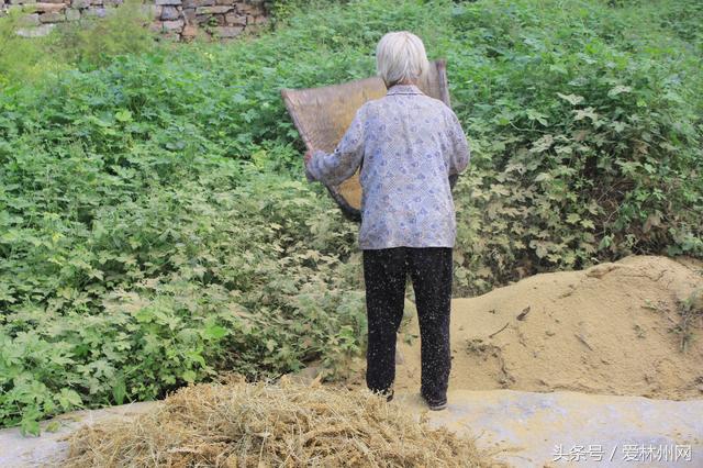 深山老林两口子原始方法打谷子称野猪经常毁坏庄稼到手的太少