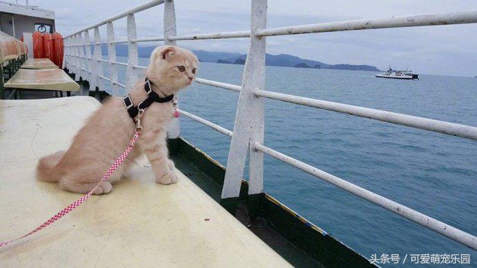 爱睡懒觉的喵大人,喜欢睡懒觉的猫猫