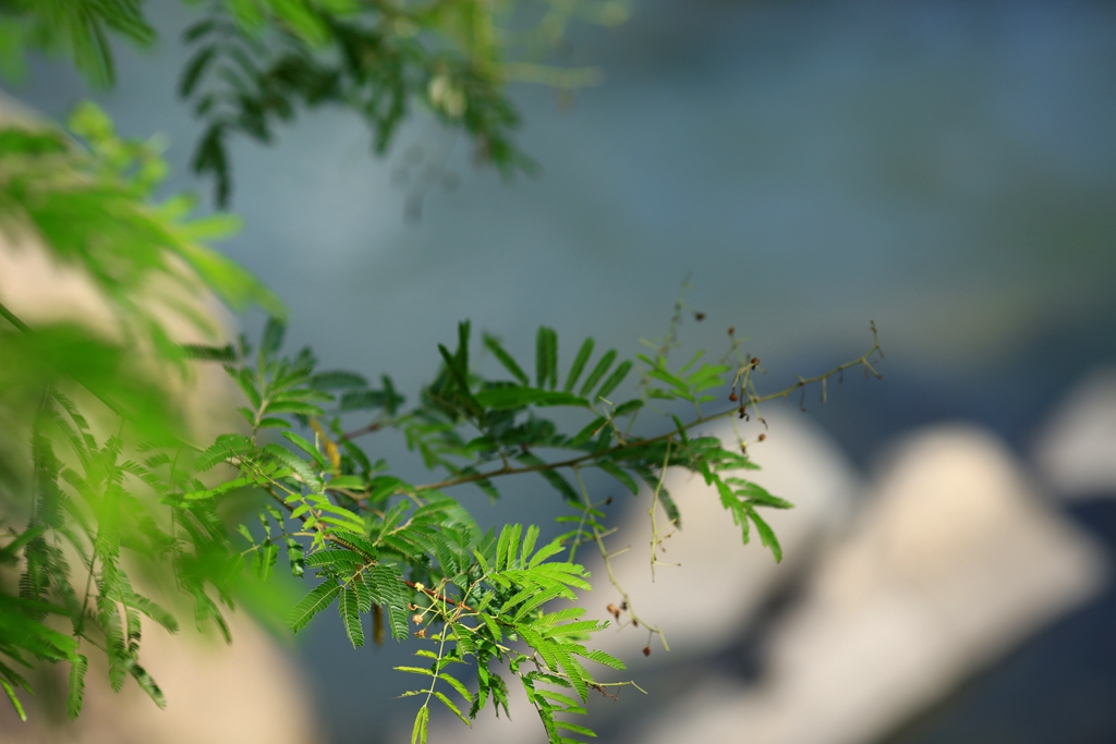 何必去南美，呀诺达热带雨林就有无数宝藏