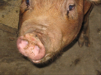 猪鼻子歪了怎么回事,猪鼻歪了怎么办