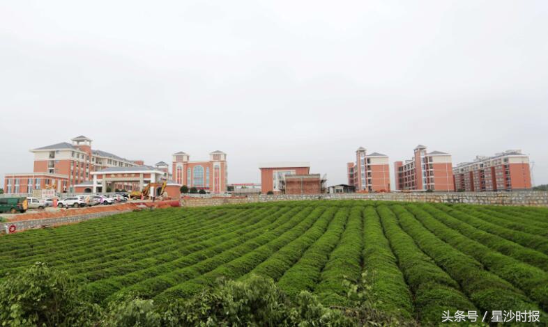 长沙县近10万中小学生报到今日正式上课