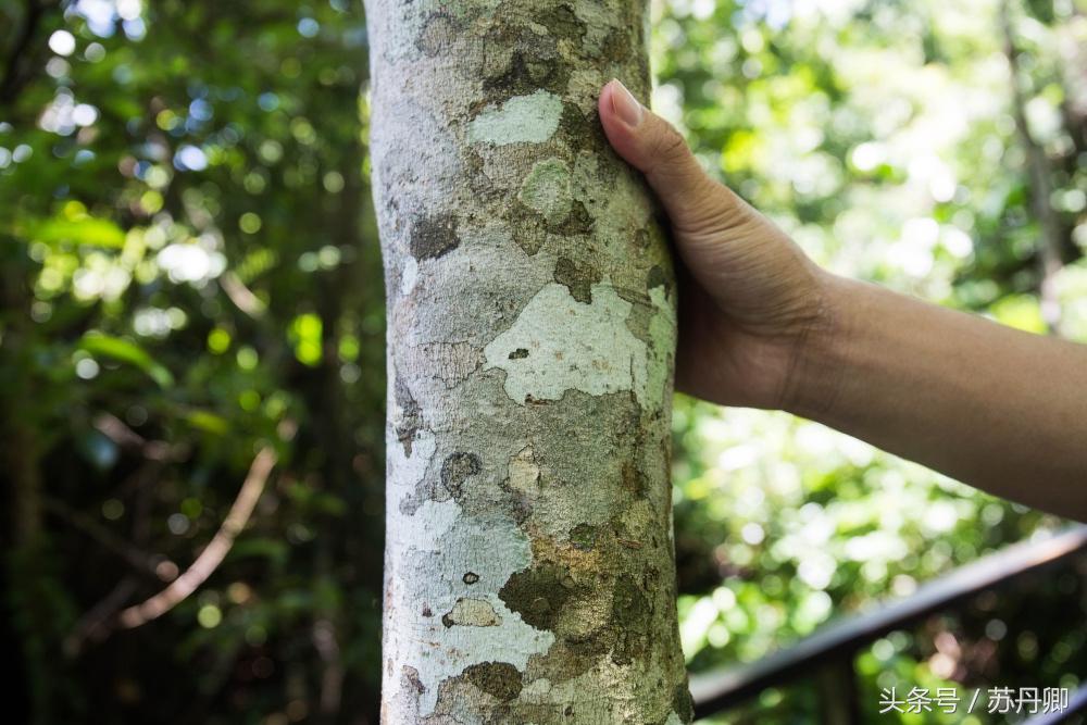 亚马逊热带雨林真实食人花,亚马逊雨林食人花