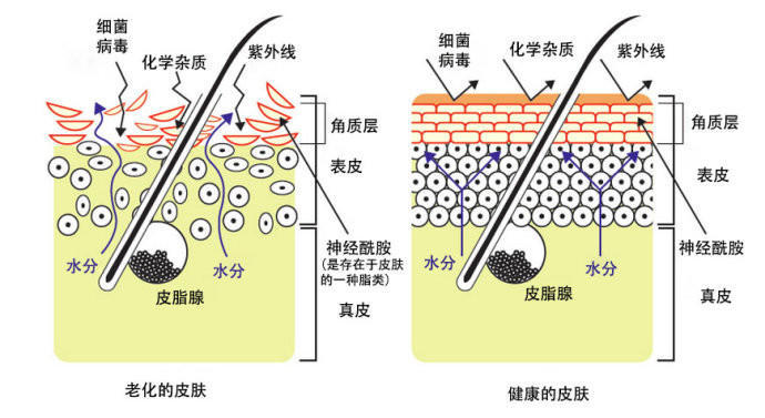 为什么一用贵的护肤品就长痘,为什么你用再贵的产品都没有效果