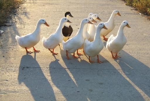 中国农民养这10动物不仅做宠物还赚钱,感情深了更是满满地感动