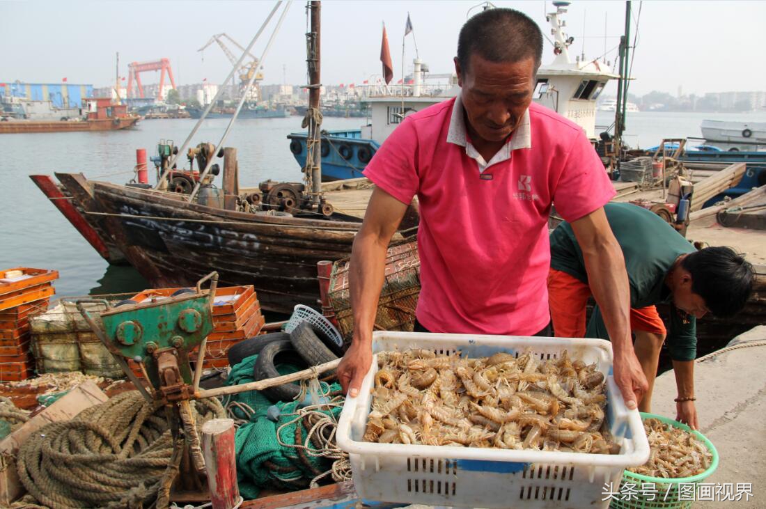 黄渤海有什么海鲜,黄渤海海鲜