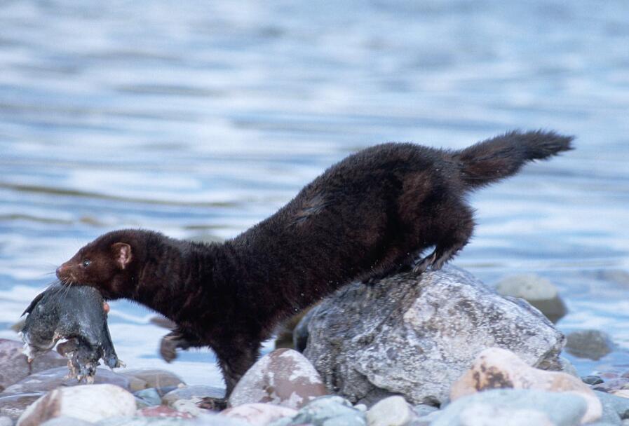 水貂急性胃肠炎的病因、症状以及诊断治疗
