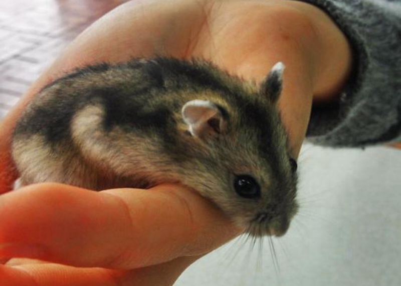 花15块钱买了个小仓鼠,偷偷买了一只小仓鼠