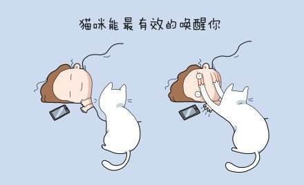 铲屎官你们都怎么养喵?你以为最好养几只喵?