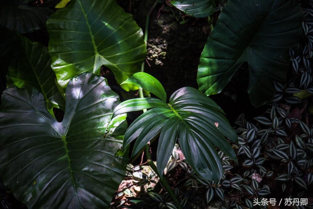 亚马逊热带雨林真实食人花,亚马逊雨林食人花