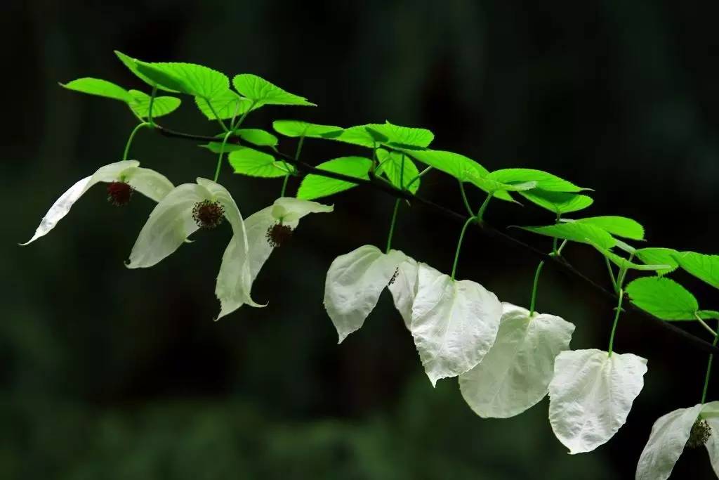 珙县情况,珙县的来历