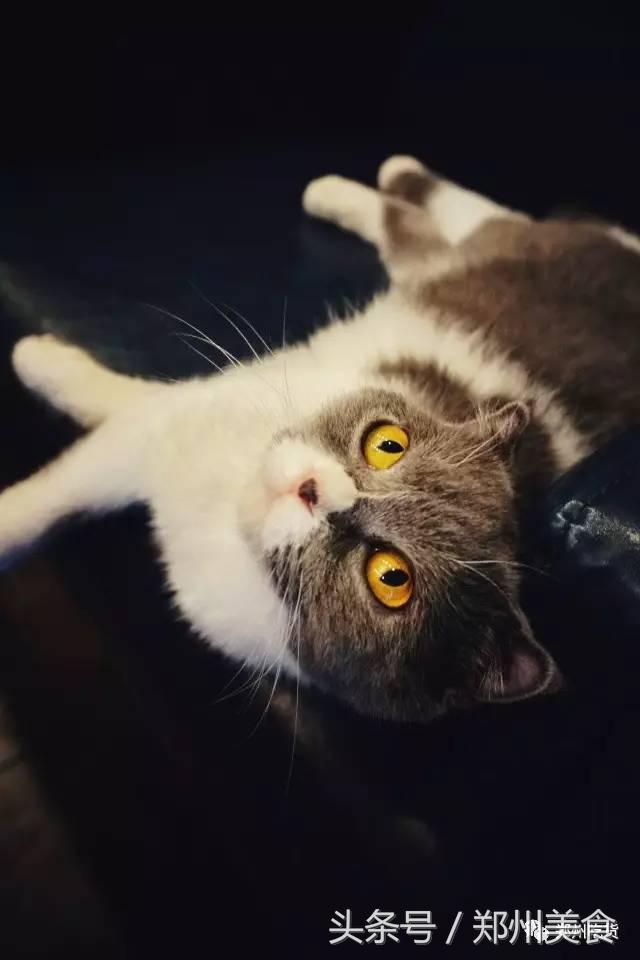 喵~铲屎官注意，郑州东区这家小店各种萌喵环绕，桌上披萨有料！