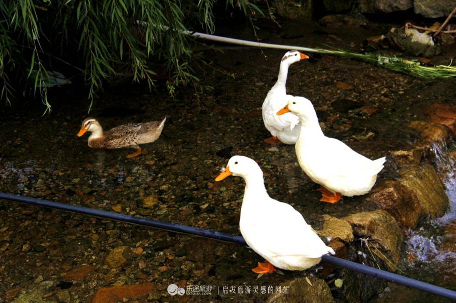 水秀山青下一句,农庄山清水秀的好地方