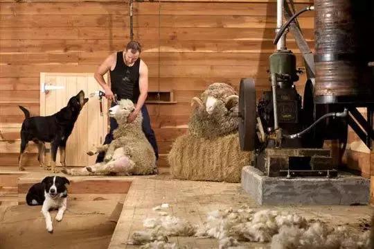 新西兰南+北岛8日自驾路线，像风一样自由！