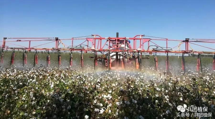 棉花后期乙烯利催熟剂,乙烯利在棉花上催熟的使用方法