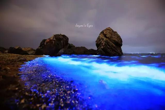 国内看荧光海最好看的地方,世界上最梦幻的荧光海