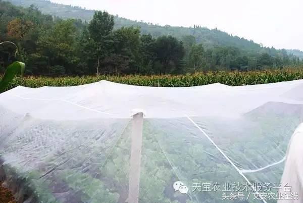 种植大棚防虫网选择,防虫网的选择方法
