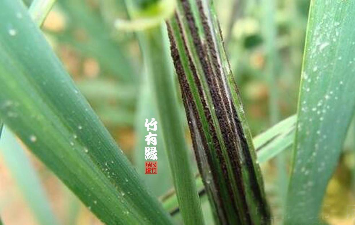 竹病害最佳防治方法,竹子养护小知识