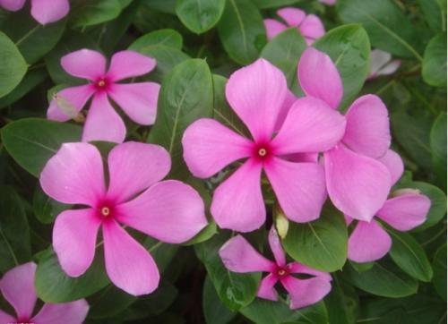 潮汕青草药书大全,潮汕青草药使用大全