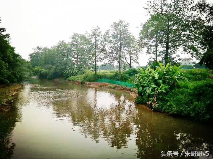 横县校椅镇马毕村茉莉庄园,广西横县茉莉庄园