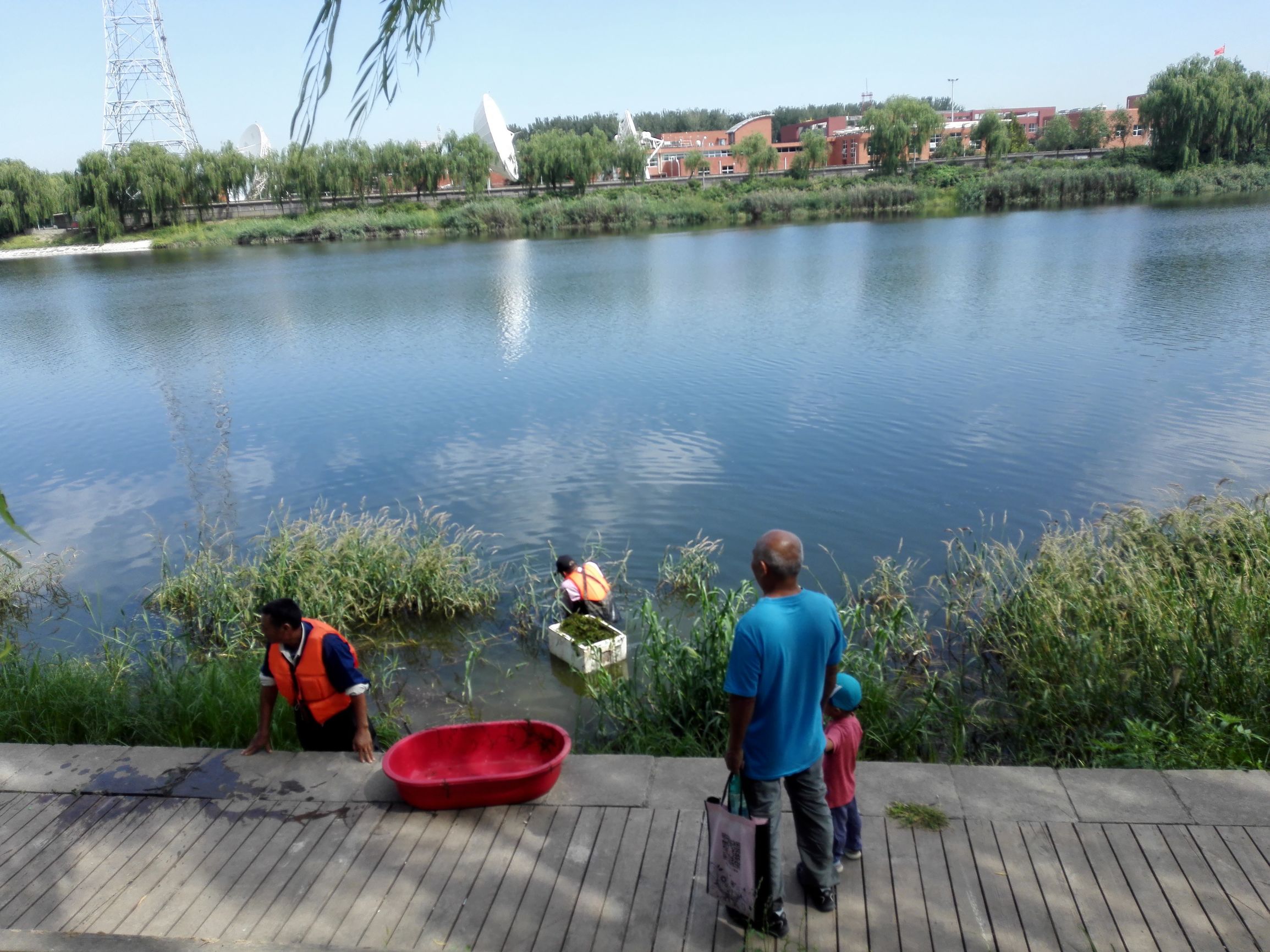 自驾上庄水库，渔塘垂钓赏荷花，管理大爷沿河种水草！