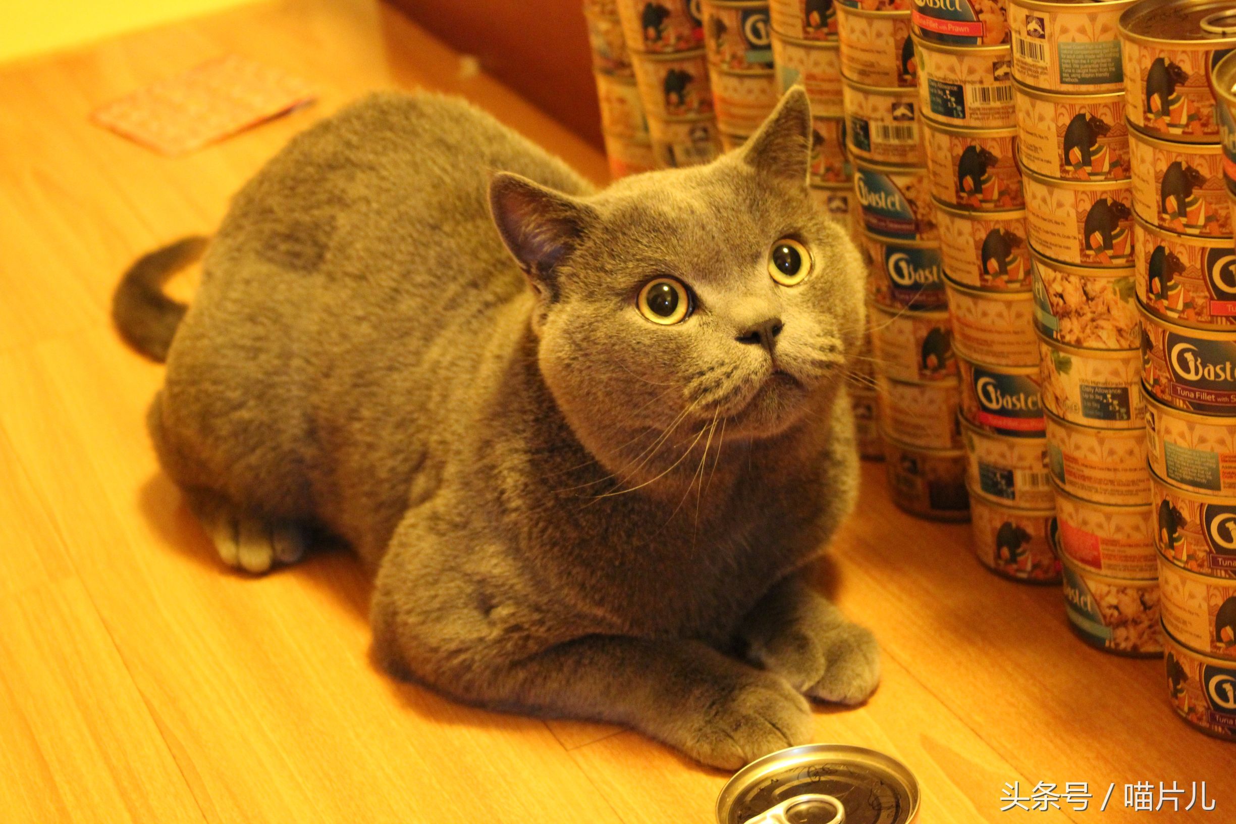 猫咪坐月子,猫咪坐月子要多长时间