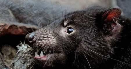 每个动物都有它的绝活,哪些动物有看家本领