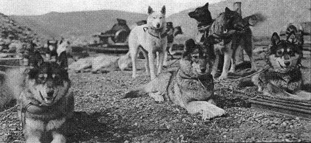 哈士奇刷新了我对二哈的认知,这只哈士奇颠覆了我对二哈的看法