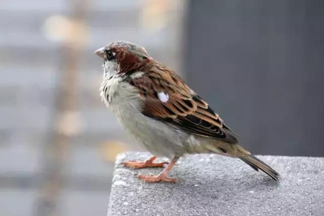 腾龙18-300mm人像拍摄,腾龙18-200星空摄影