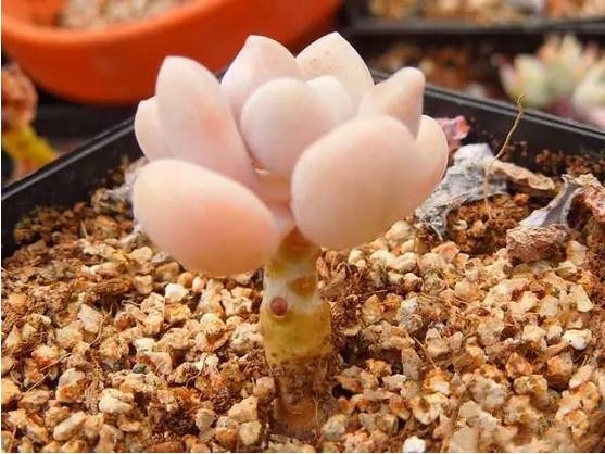 韩国多肉品种贵么,韩国多肉哪几种值得养