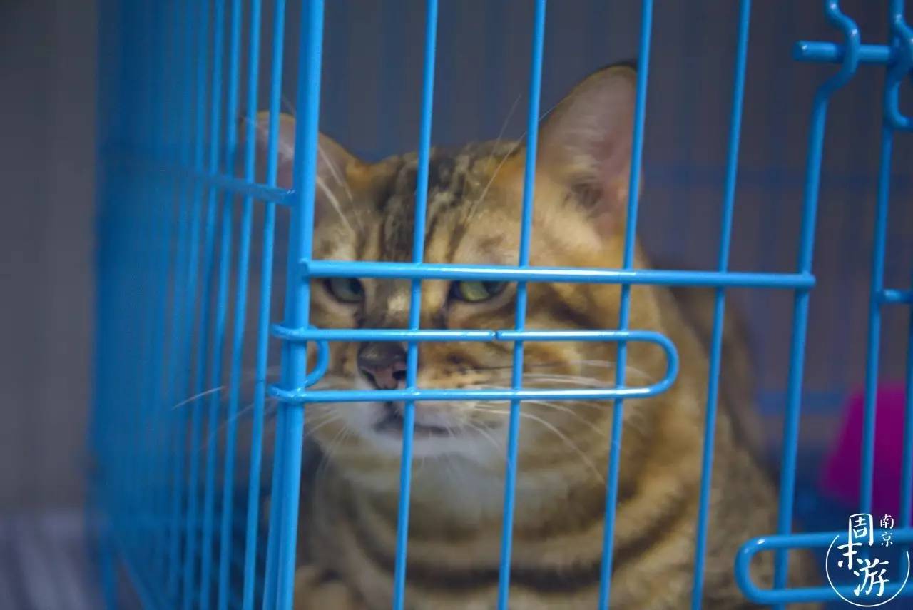 南京的花鸟市场在什么地方,南京夫子庙花鸟鱼虫市场
