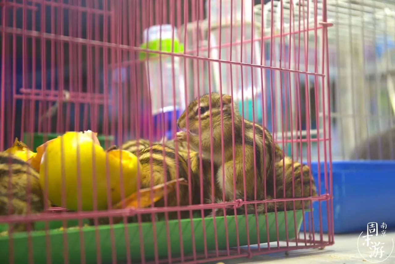 南京花鸟鱼虫市场,南京最大的花鸟虫市场