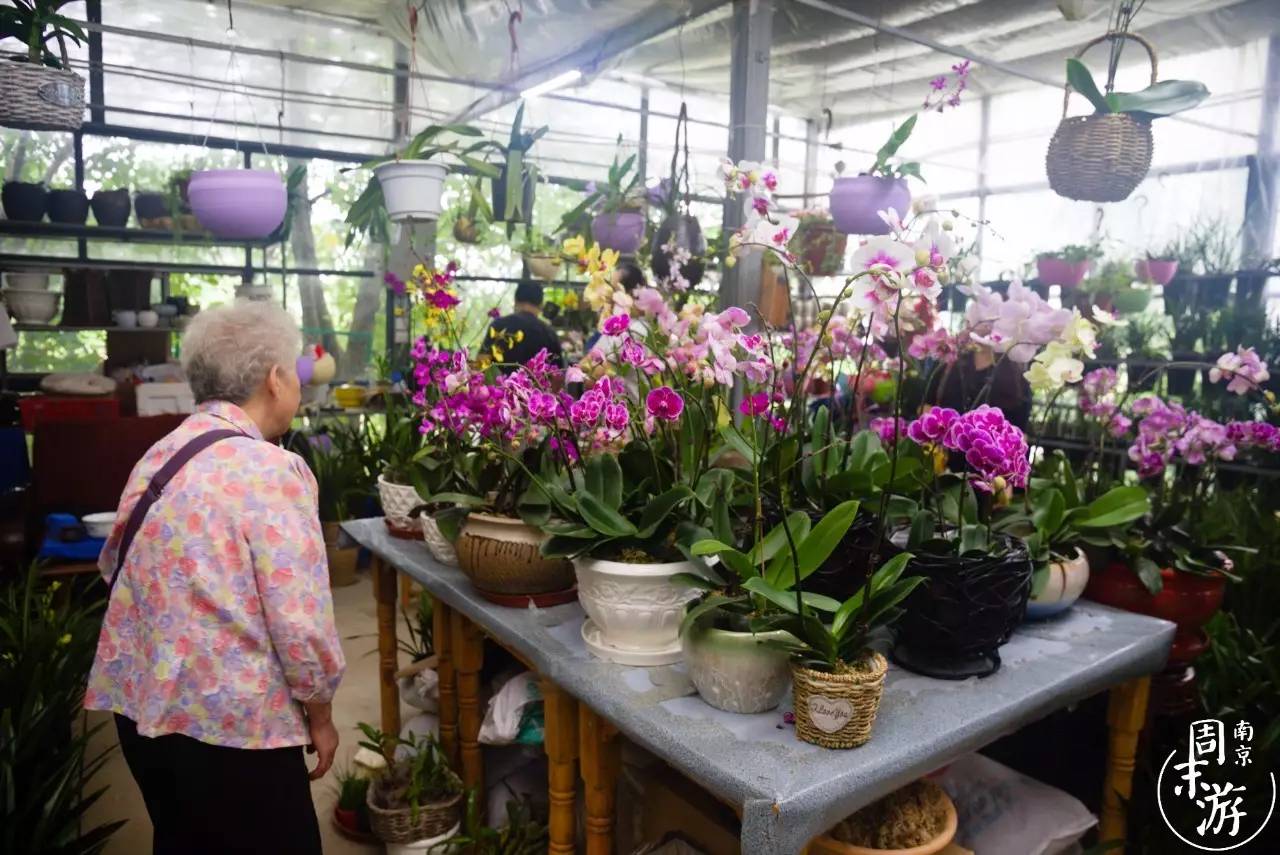 南京花鸟鱼虫市场,南京最大的花鸟虫市场