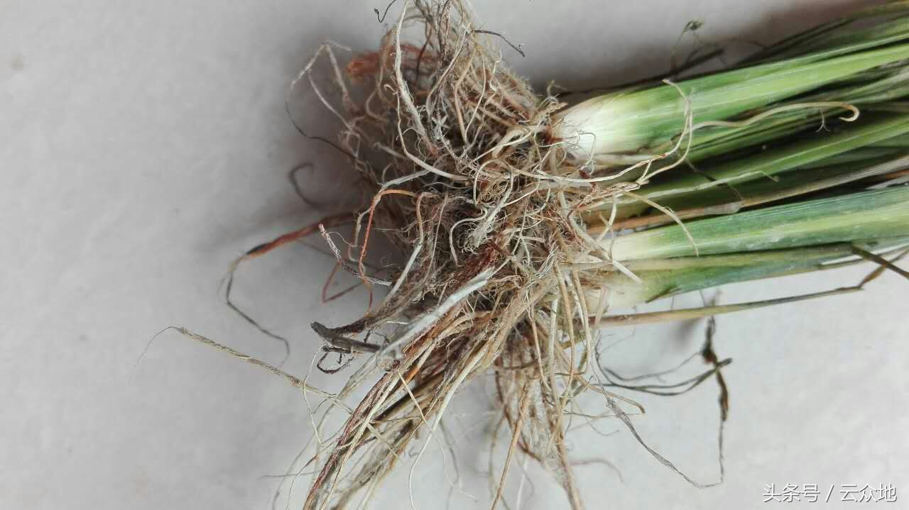 水稻秧苗黑条萎缩用什么药,水稻黑茎根腐病怎么治疗