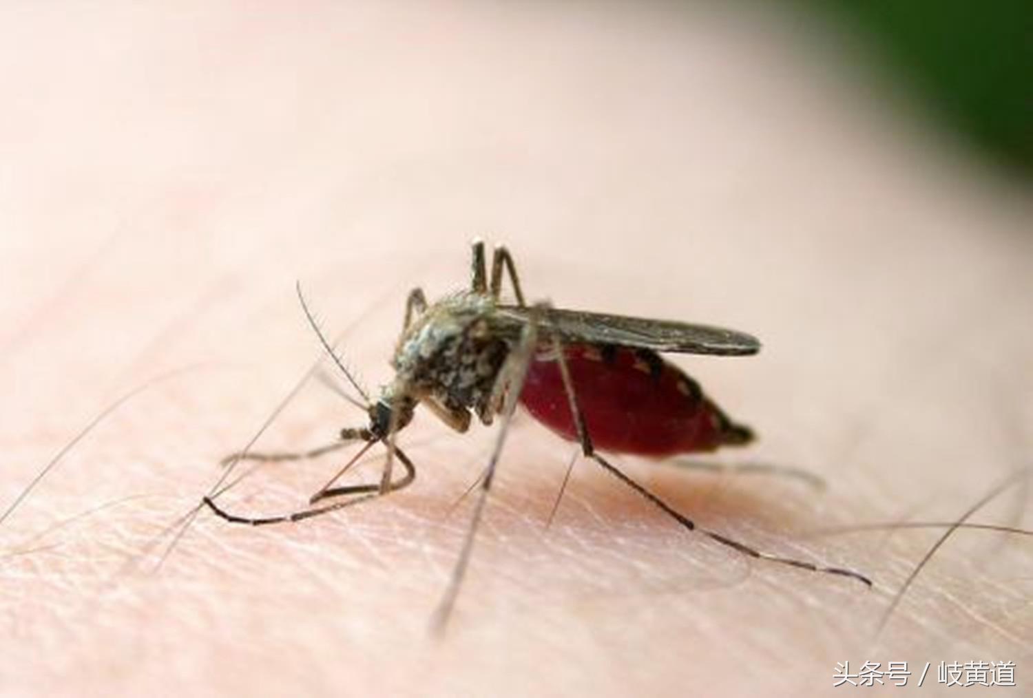 艾滋病通过蚊虫叮咬会传染吗,艾滋病被蚊子咬了会传染给别人吗