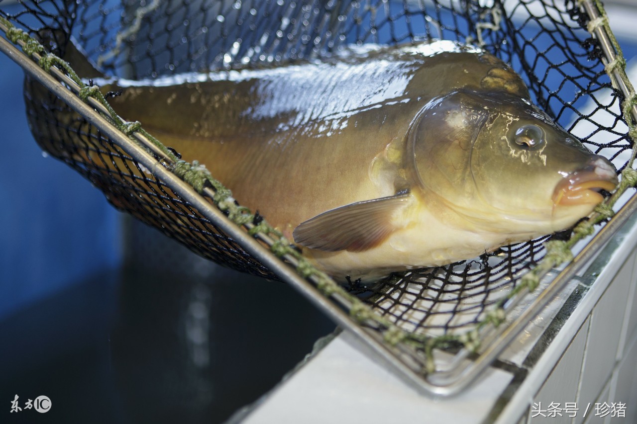 网箱养鱼技术规程之网箱固定,甲鱼网箱养殖管理技术规程