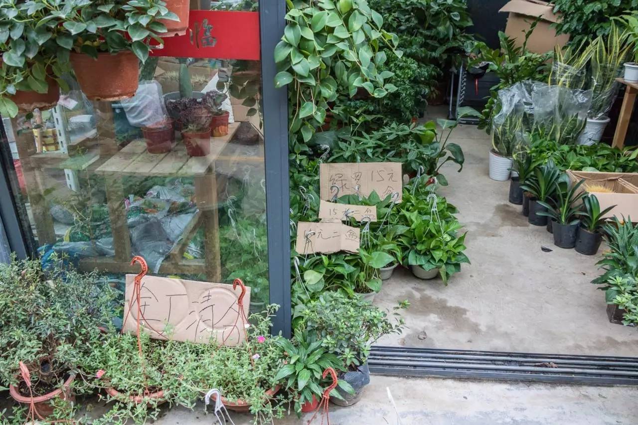 南京市最大的花鸟鱼虫市场在哪里,逛花鸟鱼虫市场的视频