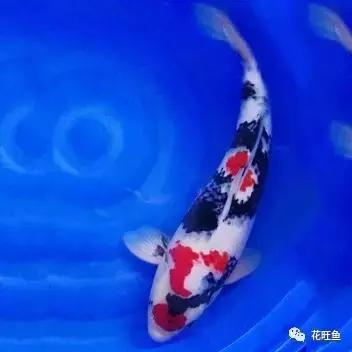 锦鲤鱼有鱼鳃病吃什么药,锦鲤鱼得了鱼虱怎么治疗